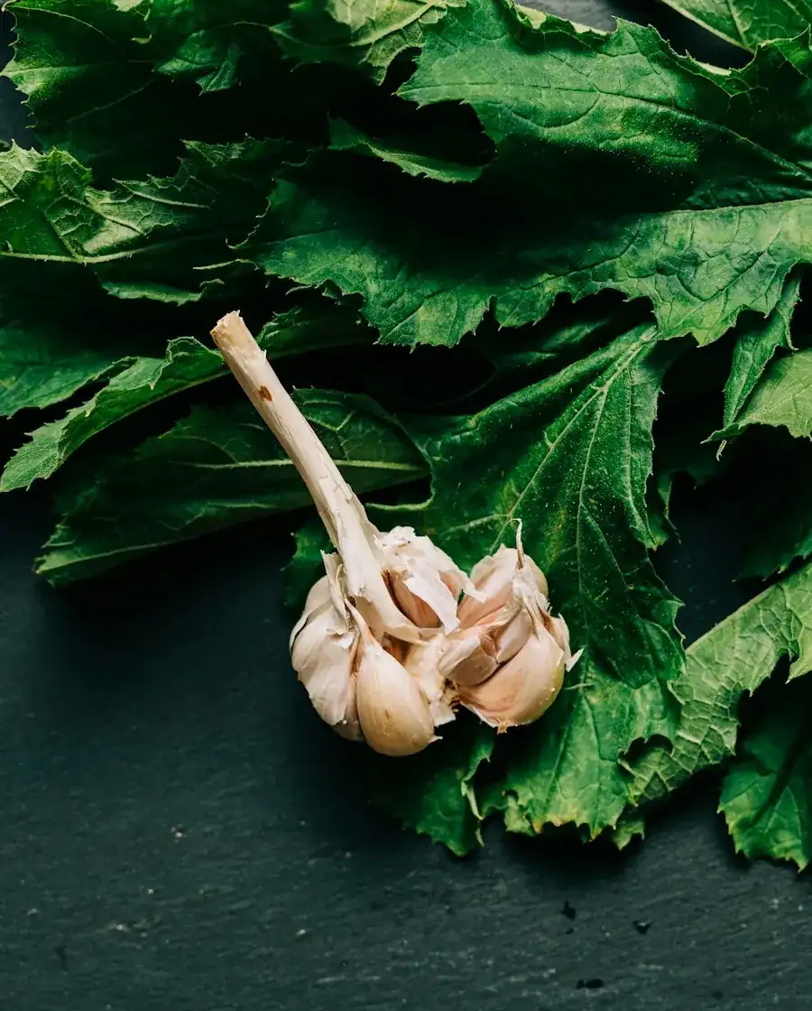 A head of garlic resting on dark green leaves