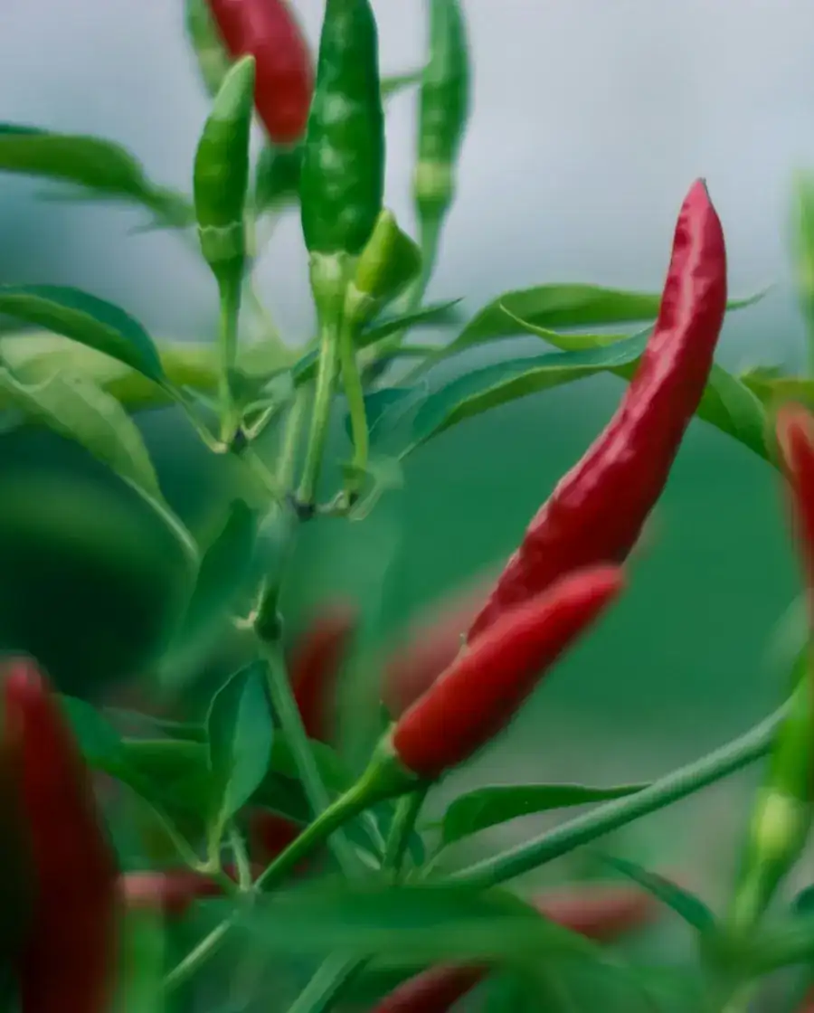 Green and red chillies growing on the plant